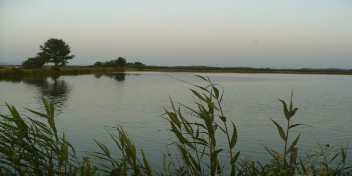 Balta Hentu Arad