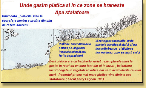 Pescuit la platica – Localizarea platicii in lac