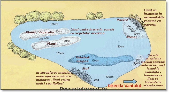Pescuit la Lin – Localizarea Linului